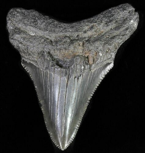 Juvenile Megalodon Tooth - Serrated Blade #62128